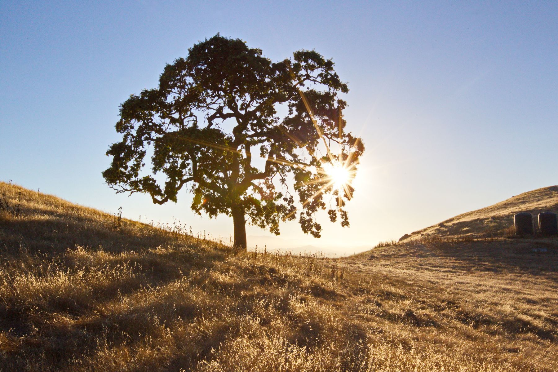 A single oak on a dry grass hillside, backlit by the low sun