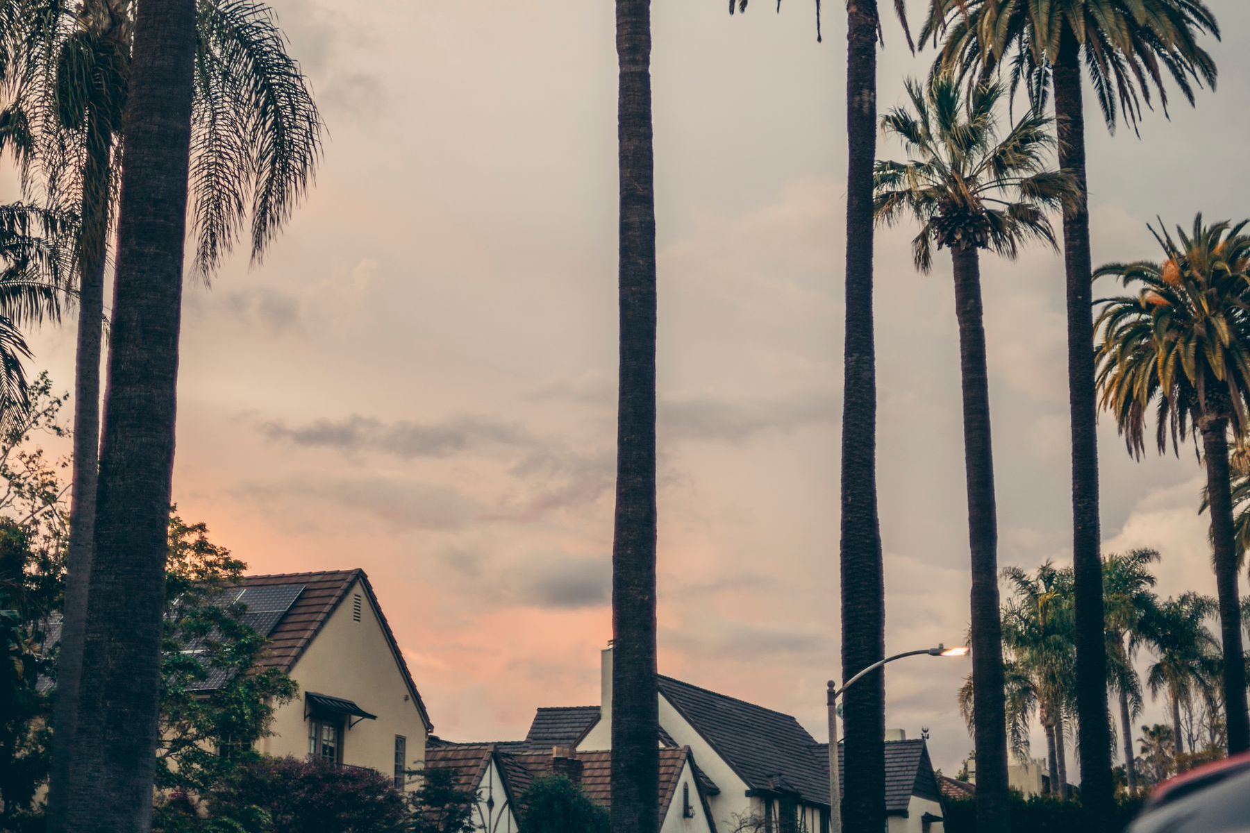 Tall palms rising above tile-roofed houses against a soft evening sky